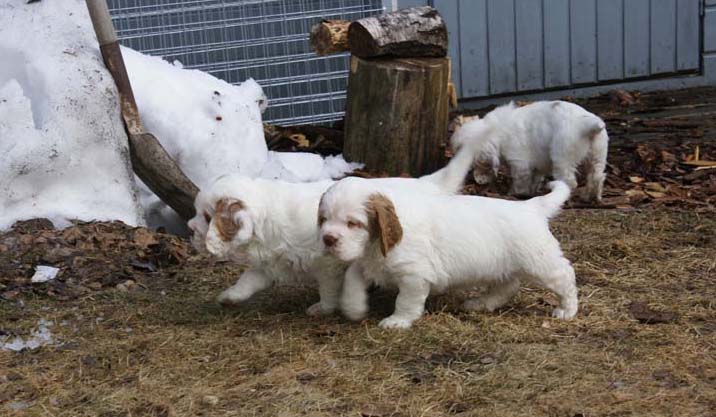 a_Cotton_Rocky_pups_6weeks_l