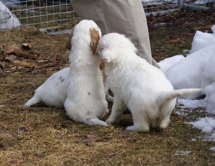 a_Cotton_Rocky_pups_6weeks_m