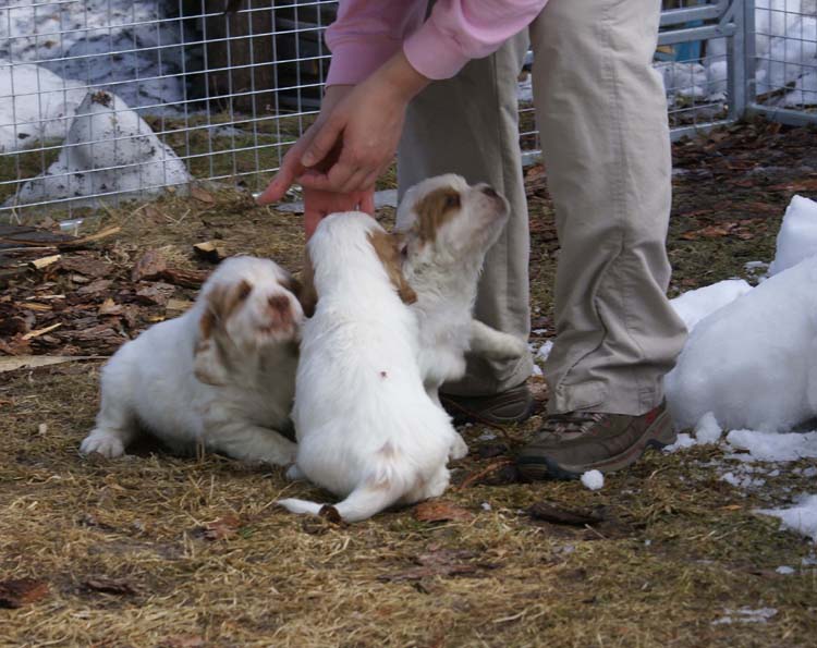 a_Cotton_Rocky_pups_6weeks_o