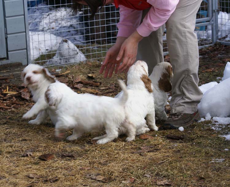 a_Cotton_Rocky_pups_6weeks_p