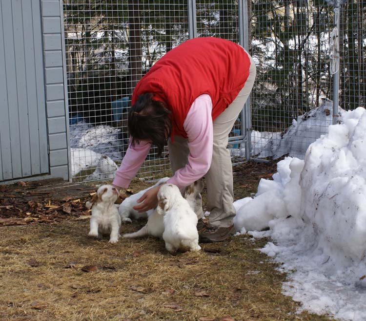 a_Cotton_Rocky_pups_6weeks_q