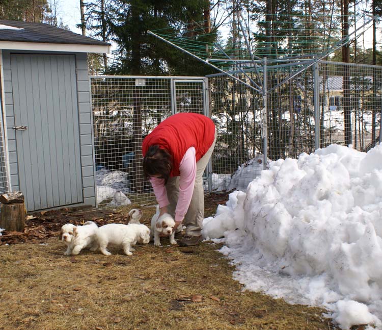 a_Cotton_Rocky_pups_6weeks_r