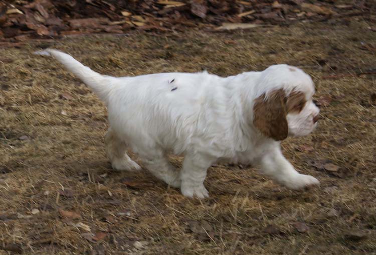 a_Cotton_Rocky_pups_6weeks_s