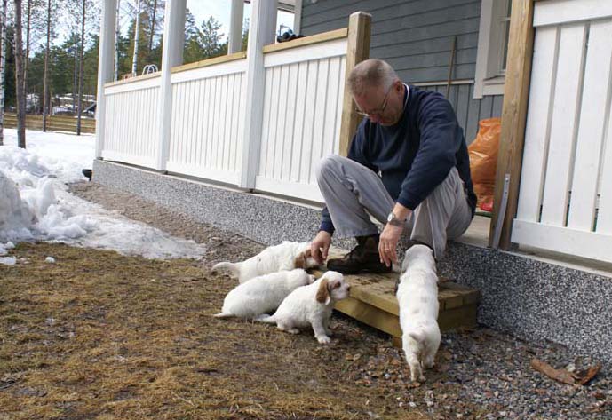 a_Cotton_Rocky_pups_6weeks_u