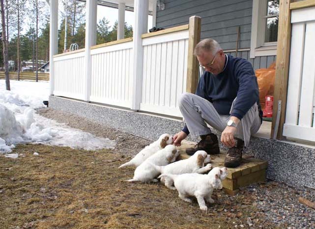 a_Cotton_Rocky_pups_6weeks_v