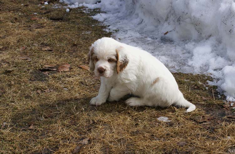 a_Cotton_Rocky_pups_6weeks_w