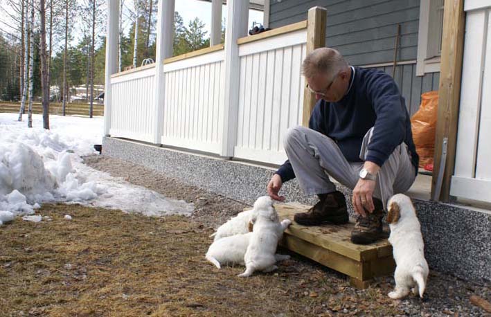 a_Cotton_Rocky_pups_6weeks_x