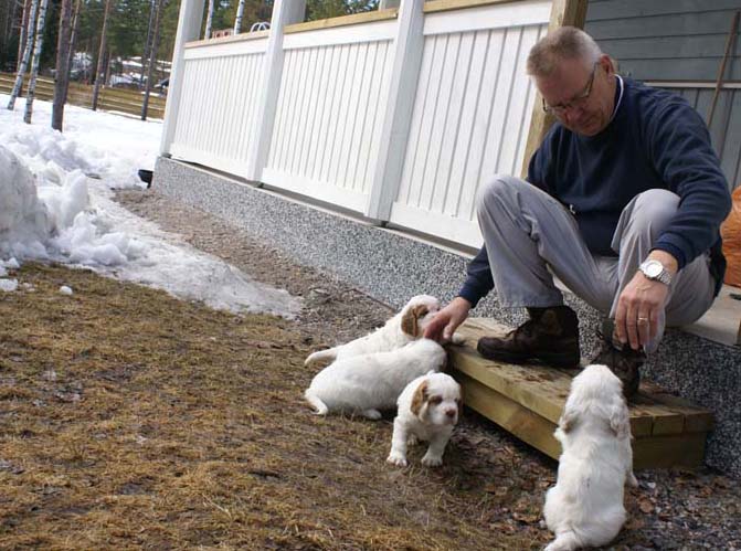 a_Cotton_Rocky_pups_6weeks_y