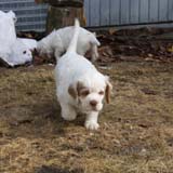 a_Cotton_Rocky_pups_6weeks_g
