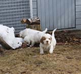 a_Cotton_Rocky_pups_6weeks_h