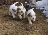 a_Cotton_Rocky_pups_6weeks_i