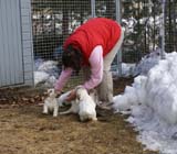 a_Cotton_Rocky_pups_6weeks_q