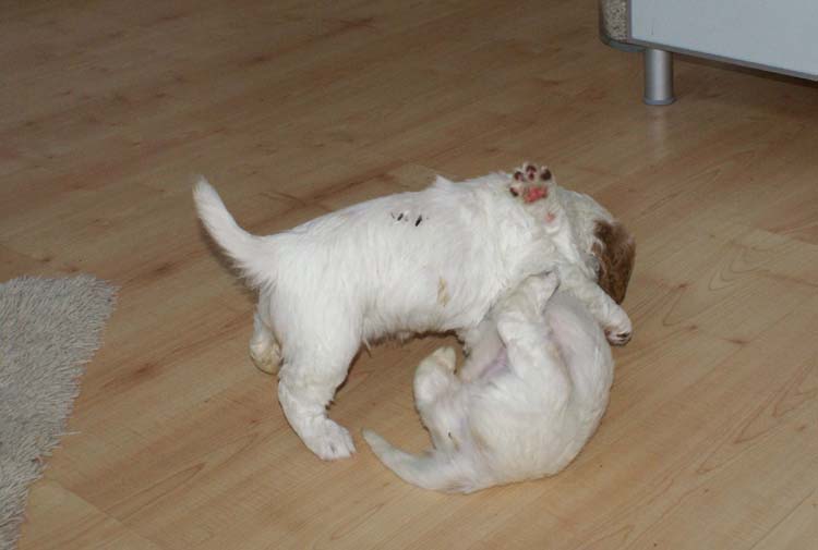 Cotton_Rocky_pups_5,5weeks_a