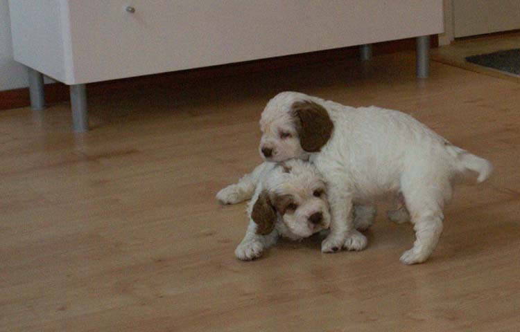 Cotton_Rocky_pups_5,5weeks_b