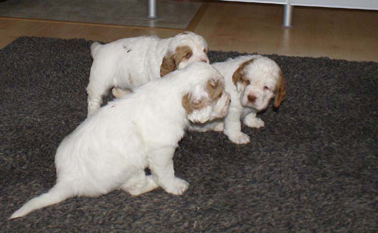 Cotton_Rocky_pups_5,5weeks_e