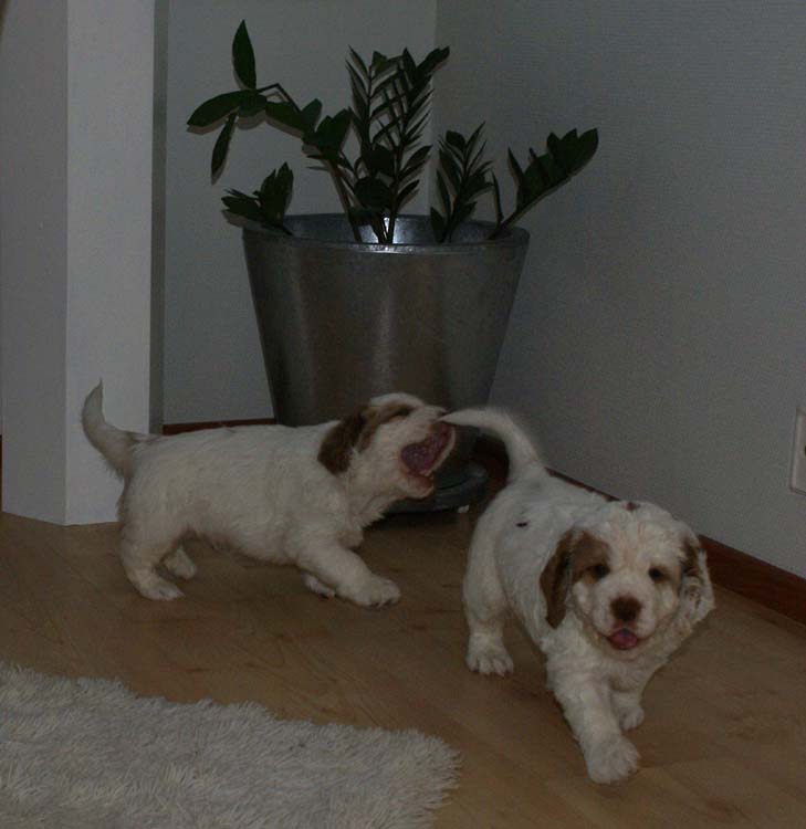 Cotton_Rocky_pups_5,5weeks_f