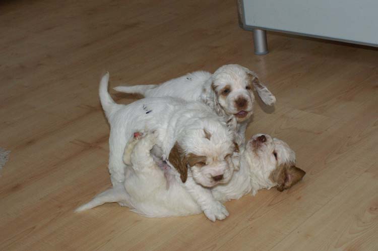Cotton_Rocky_pups_5,5weeks_g