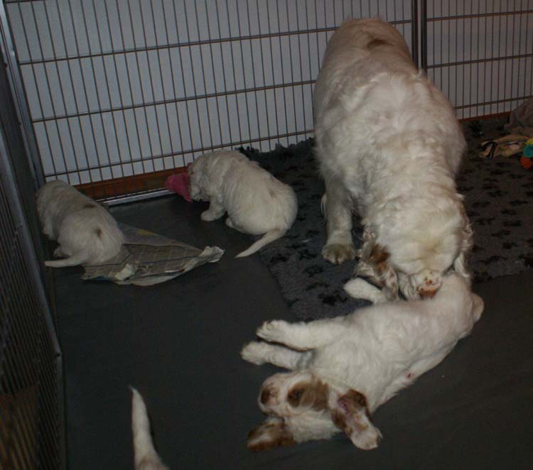 Cotton_Rocky_pups_5,5weeks_h