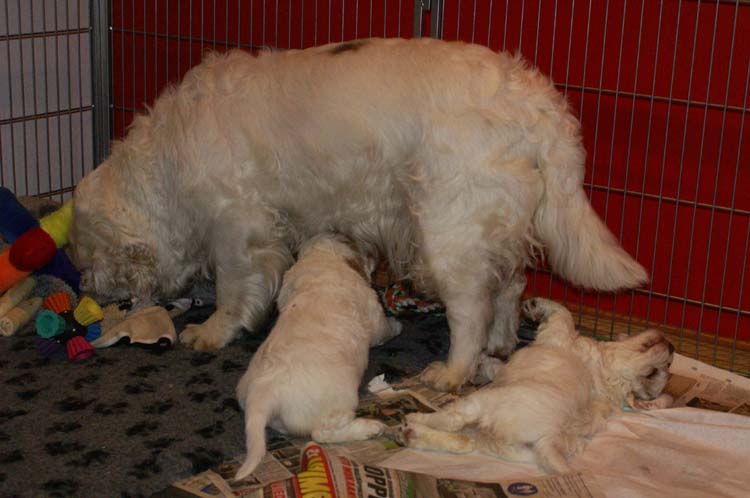 Cotton_Rocky_pups_5,5weeks_i