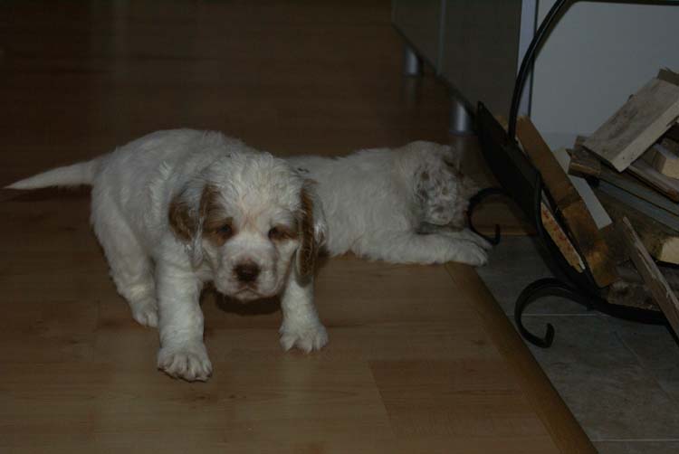 Cotton_Rocky_pups_5,5weeks_j