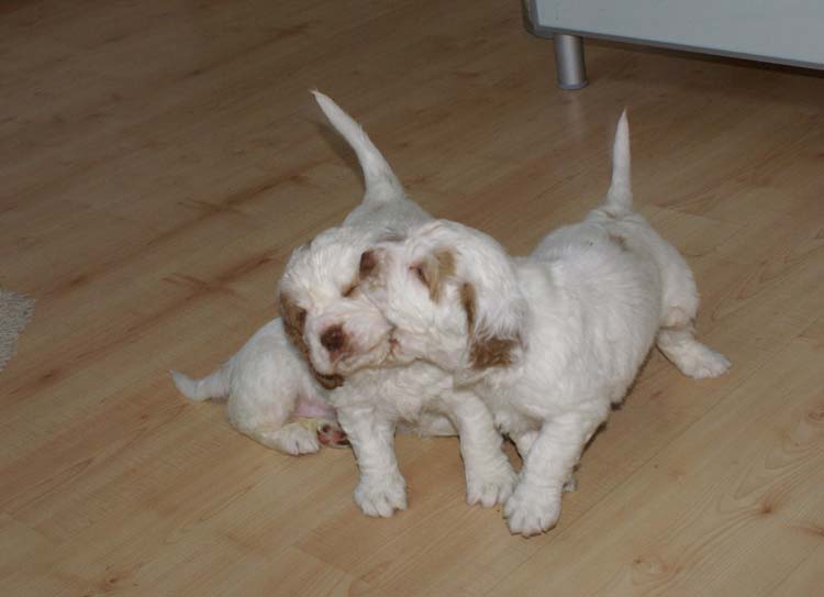 Cotton_Rocky_pups_5,5weeks_k