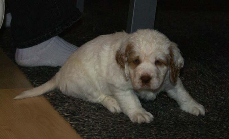 Cotton_Rocky_pups_5,5weeks_m