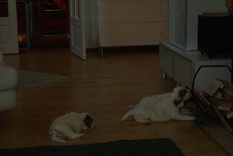 Cotton_Rocky_pups_5,5weeks_n