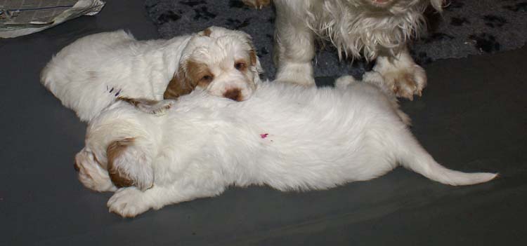 Cotton_Rocky_pups_5,5weeks_o