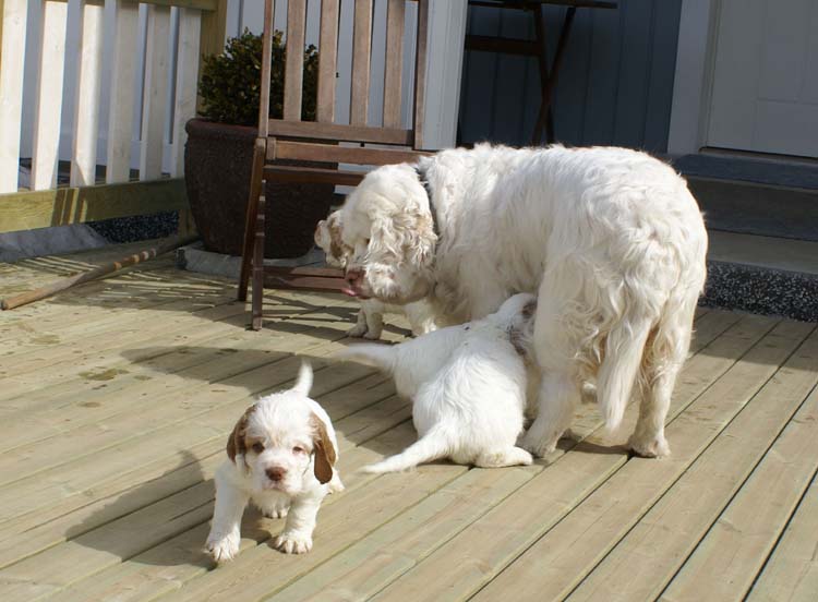 Cotton_Rocky_pups_5,5weeks_q
