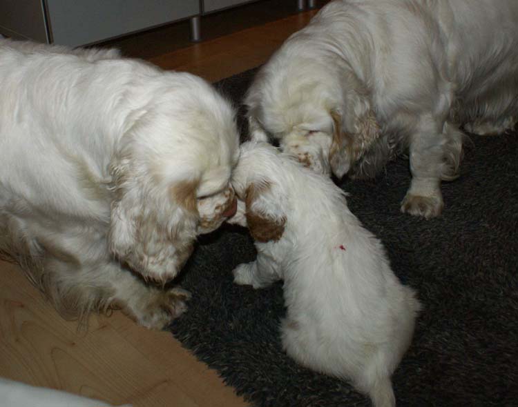 Cotton_Rocky_pups_5,5weeks_qq