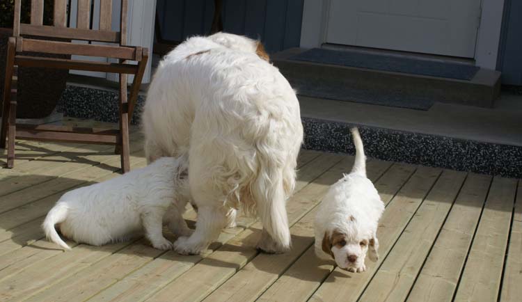 Cotton_Rocky_pups_5,5weeks_r
