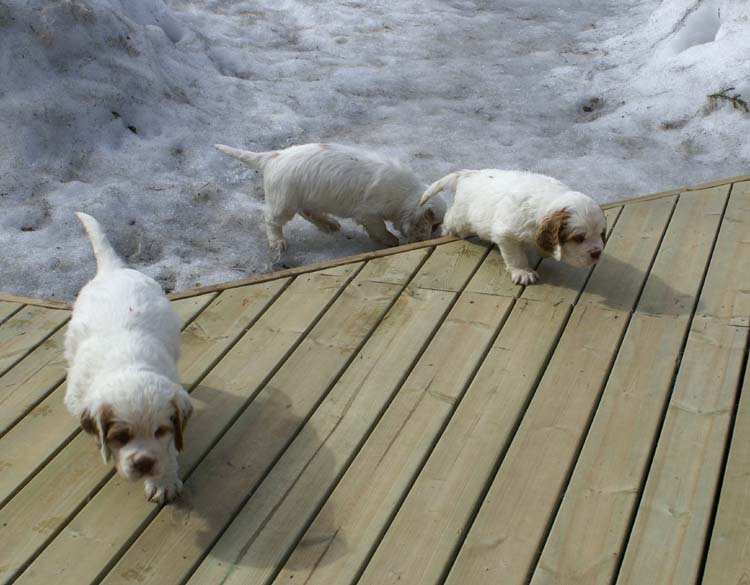 Cotton_Rocky_pups_5,5weeks_rr