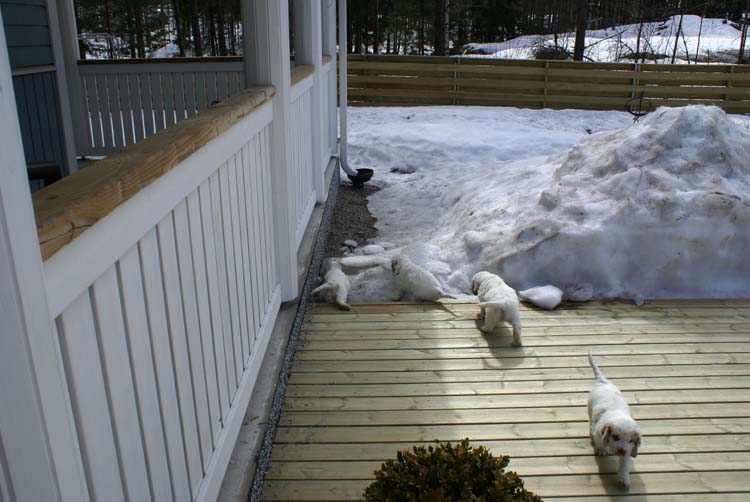 Cotton_Rocky_pups_5,5weeks_ss