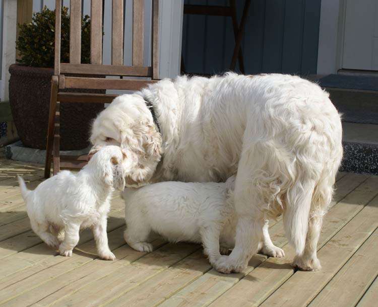 Cotton_Rocky_pups_5,5weeks_t