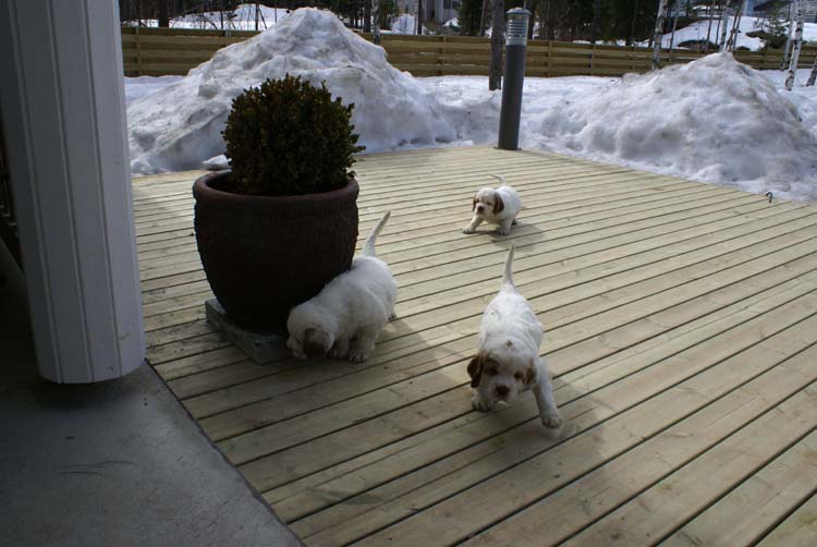 Cotton_Rocky_pups_5,5weeks_tt