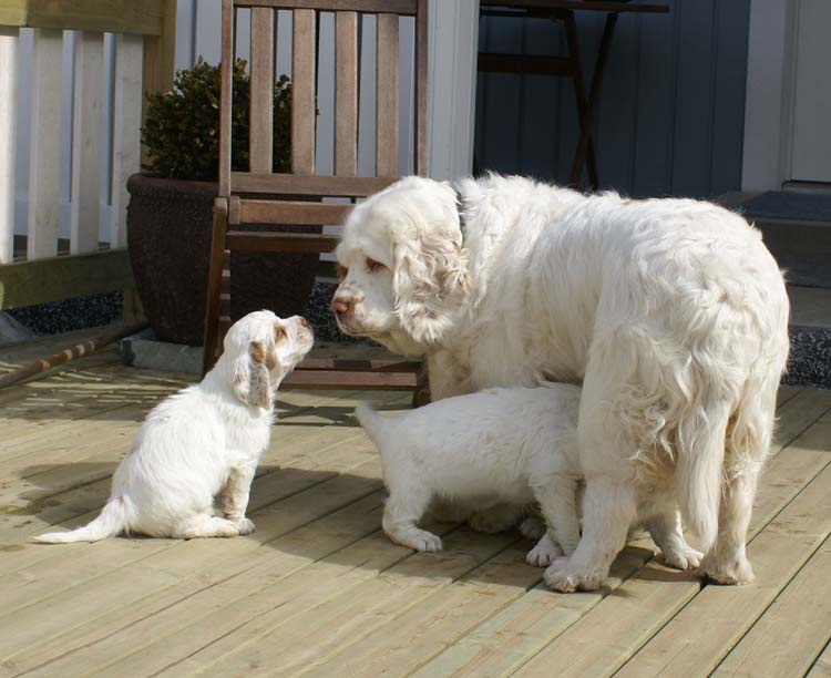 Cotton_Rocky_pups_5,5weeks_u