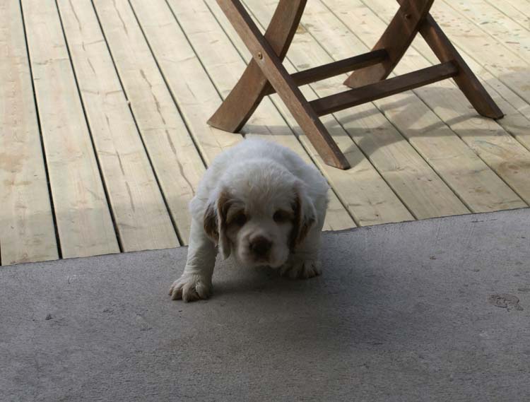 Cotton_Rocky_pups_5,5weeks_uu