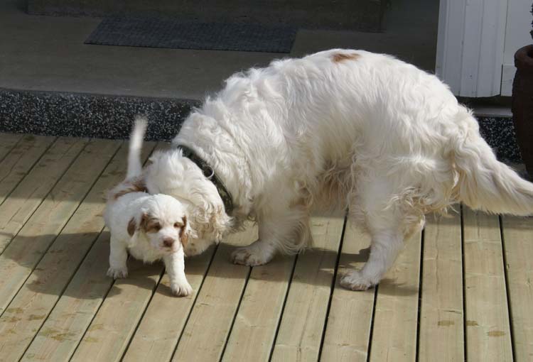 Cotton_Rocky_pups_5,5weeks_v
