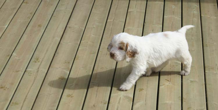 Cotton_Rocky_pups_5,5weeks_w