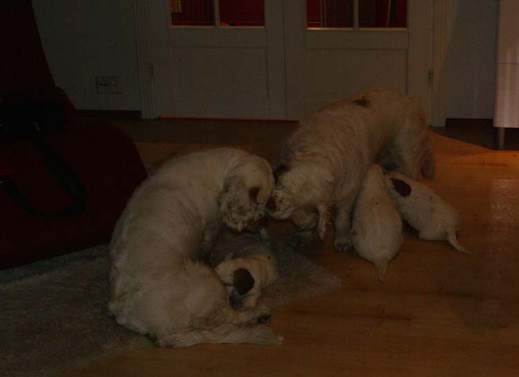 Cotton_Rocky_pups_5,5weeks_ww