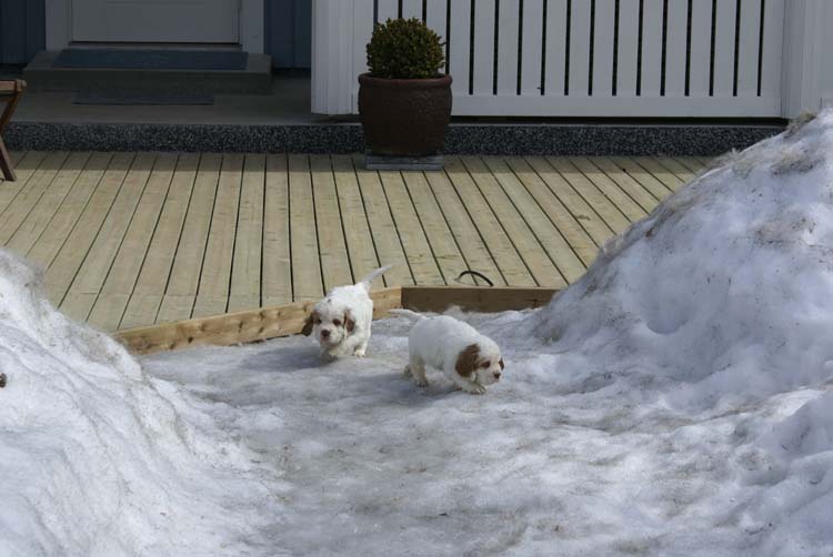 Cotton_Rocky_pups_5,5weeks_x