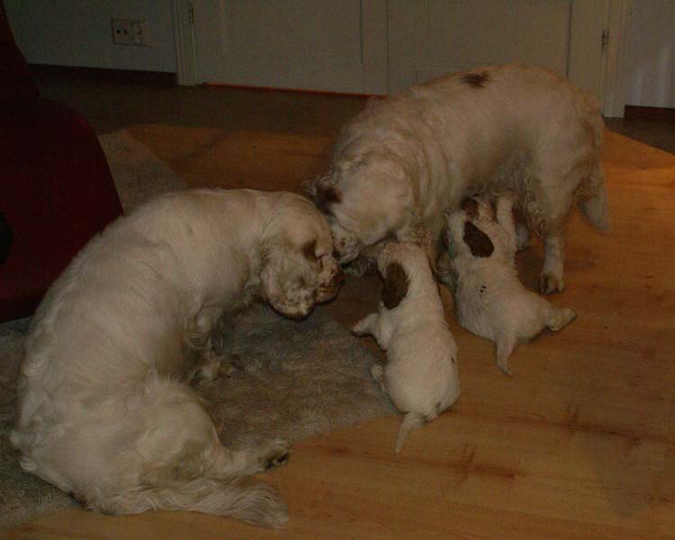 Cotton_Rocky_pups_5,5weeks_xx