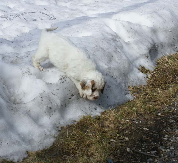Cotton_Rocky_pups_5,5weeks_y