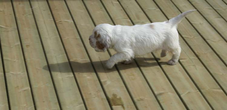 Cotton_Rocky_pups_5,5weeks_yy