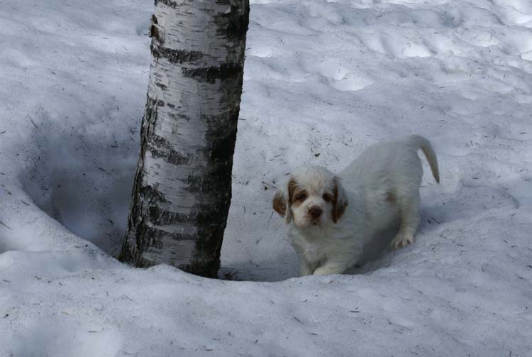 Cotton_Rocky_pups_5,5weeks_z