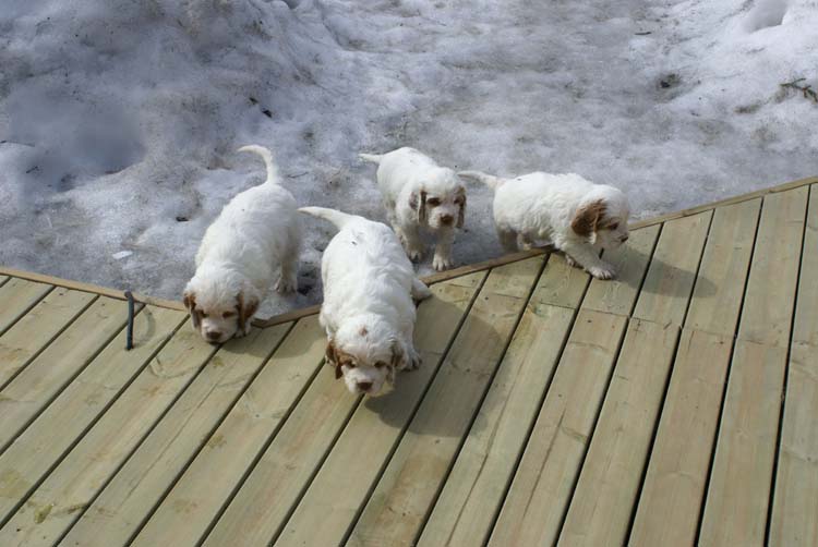 Cotton_Rocky_pups_5,5weeks_zz