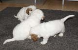 Cotton_Rocky_pups_5,5weeks_d