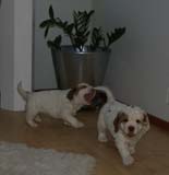 Cotton_Rocky_pups_5,5weeks_f