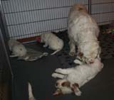 Cotton_Rocky_pups_5,5weeks_h