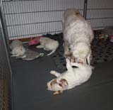 Cotton_Rocky_pups_5,5weeks_l